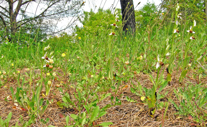 Orchidee del Chianti - Ophrys sphegodes e altre...